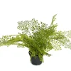 Adiantum H30