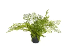 Adiantum H30