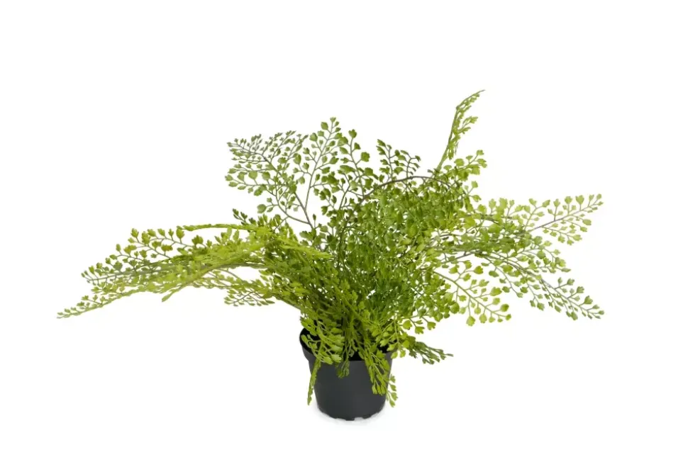 Adiantum H30