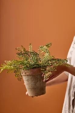 Adiantum H30