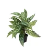 Aglonema H35 Potte