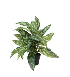Aglonema H35 Potte