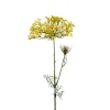 Allium Gul H70