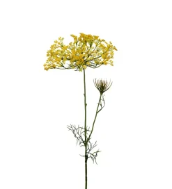 Allium Gul H70