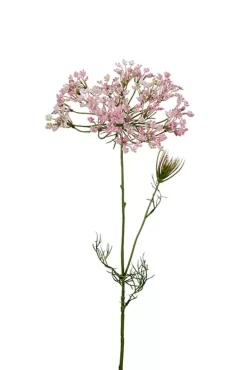 Allium Rosa H70cm