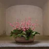Alunrot Rosa H45 Potte