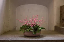 Alunrot Rosa H45 Potte