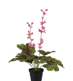 Alunrot Rosa H45 Potte