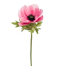 Anemone Rosa H43