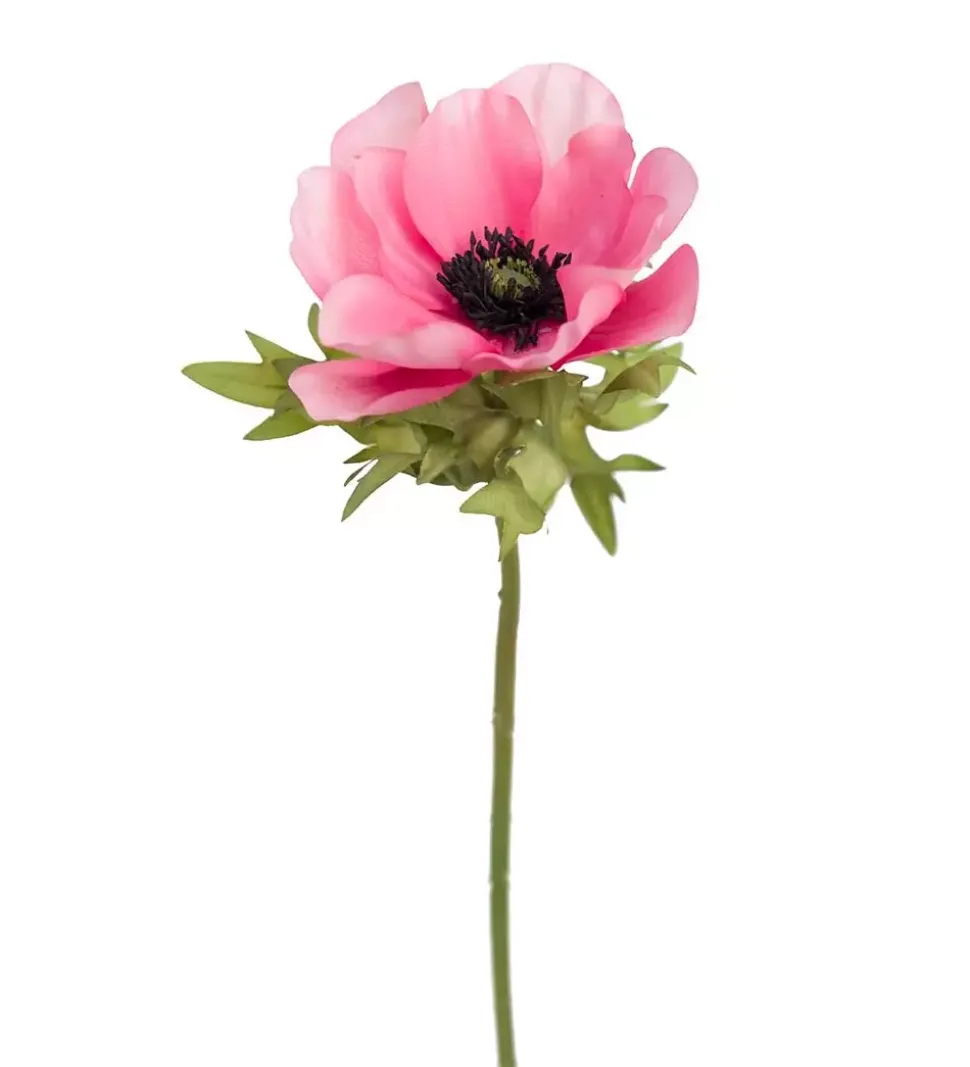 Anemone Rosa H43