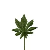 Aralia blad H25