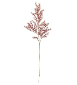 Aspargesbregne Rosa H75