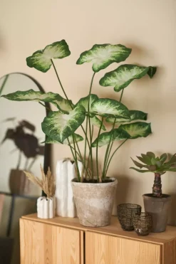 Asplenium H34