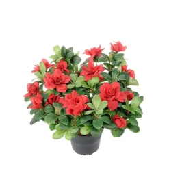 Azalea Rød H25 Potte