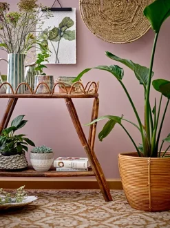 Begonia Mugge Grønn