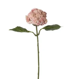 Bergknapp Rosa H37