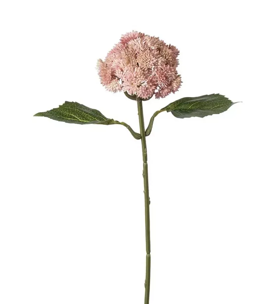 Bergknapp Rosa H37