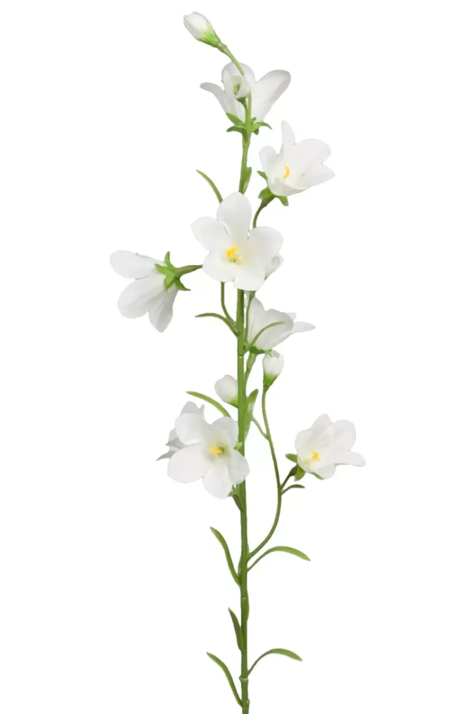 Blåklokke Hvit H65