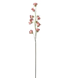 Blåklokke Rosa H85