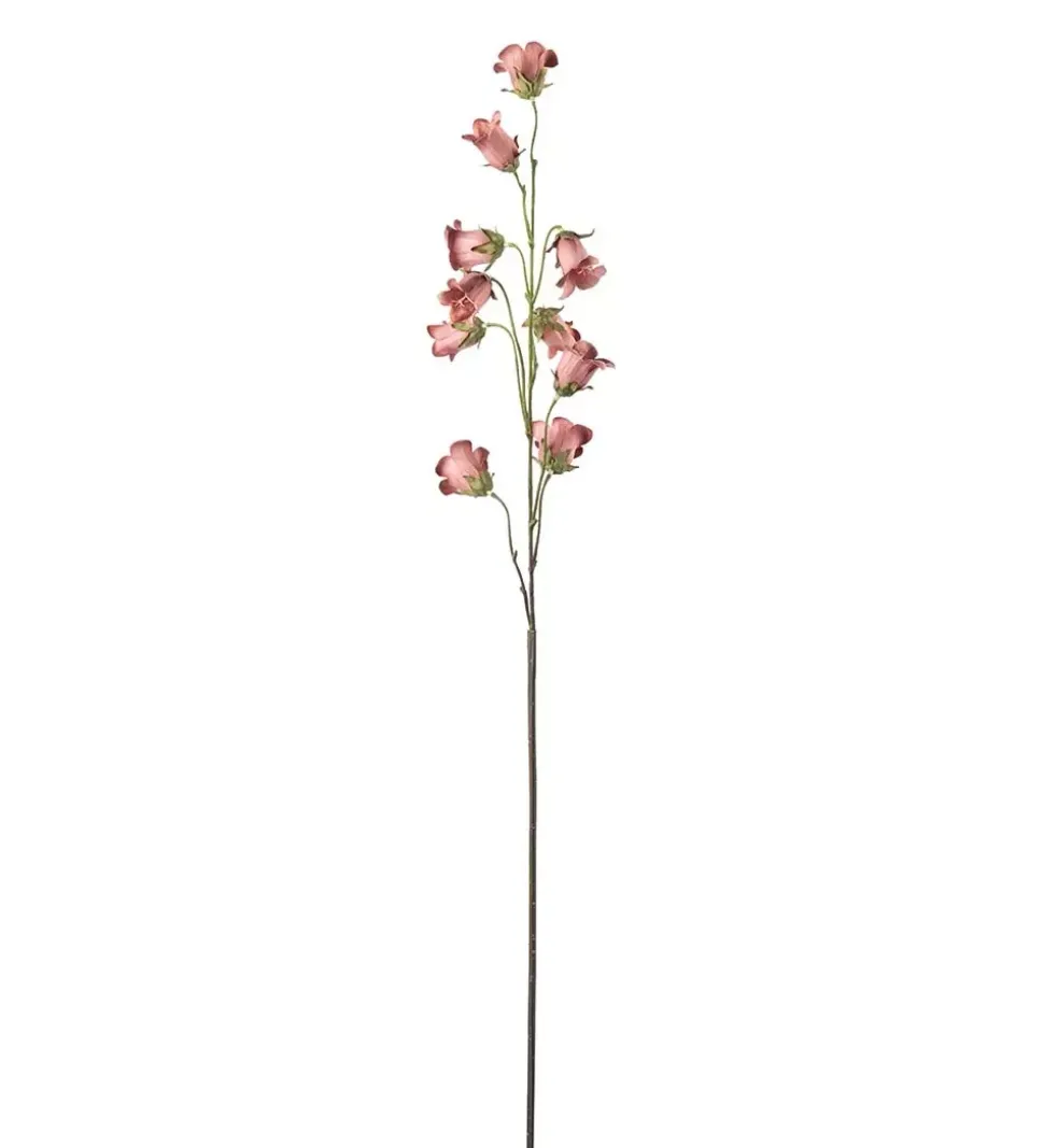 Blåklokke Rosa H85