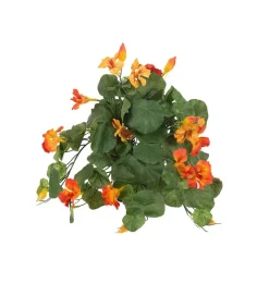 Blomkarse Oransj H25