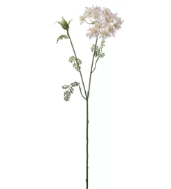 Blomsterskjerm Ros