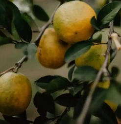Bodylotion - Sicilian Lemon