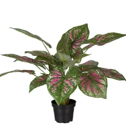 Caladium H40