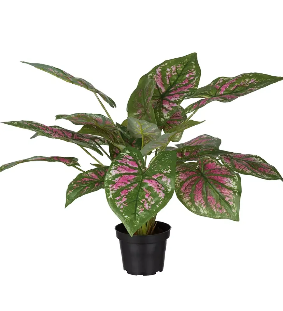 Caladium H40