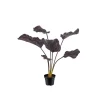 Calathea Burgunder H55