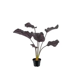 Calathea Burgunder H55