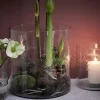 Carla Vase Transparent H30