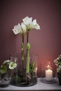 Carla Vase Transparent H30