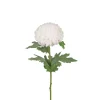 Chrysanthemum Hvit H70