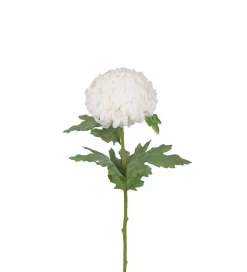 Chrysanthemum Hvit H70