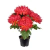 Chrysanthemum I Potte Flerfarget H30