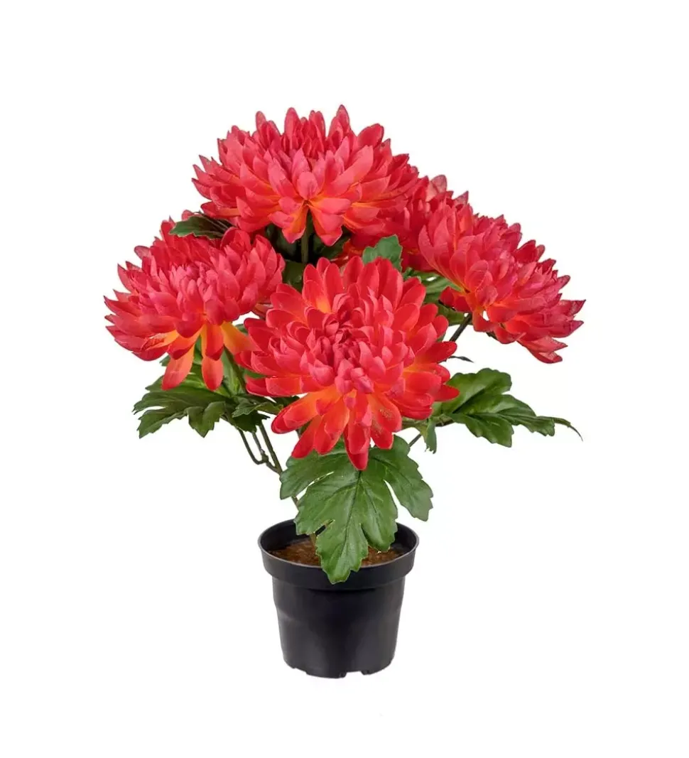 Chrysanthemum I Potte Flerfarget H30