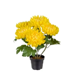 Chrysanthemum I Potte Gul