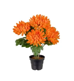 Chrysanthemum I Potte Orange
