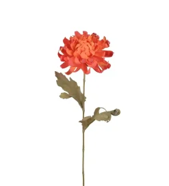Chrysanthemum Orange H55