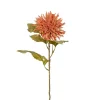 Chrysanthemum Rosa H60