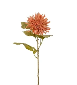 Chrysanthemum Rosa H60