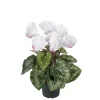 Cyklamen Hvit/Rosa H32 Potte