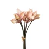 Cymbidium Bunt Aprikos H34