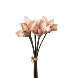 Cymbidium Bunt Aprikos H34
