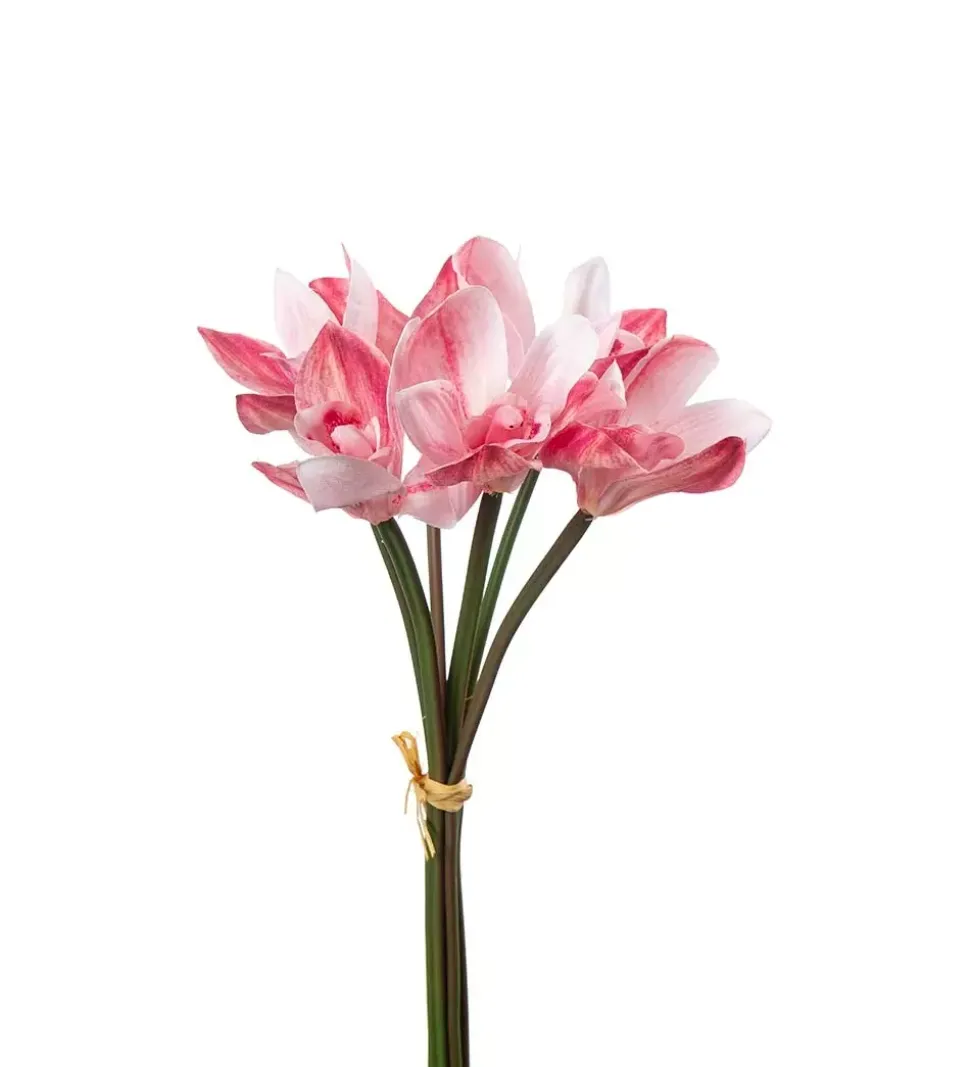 Cymbidium Bunt Rosa H34