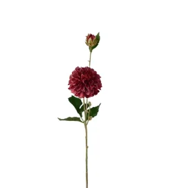 Dahlia Burgunder H66