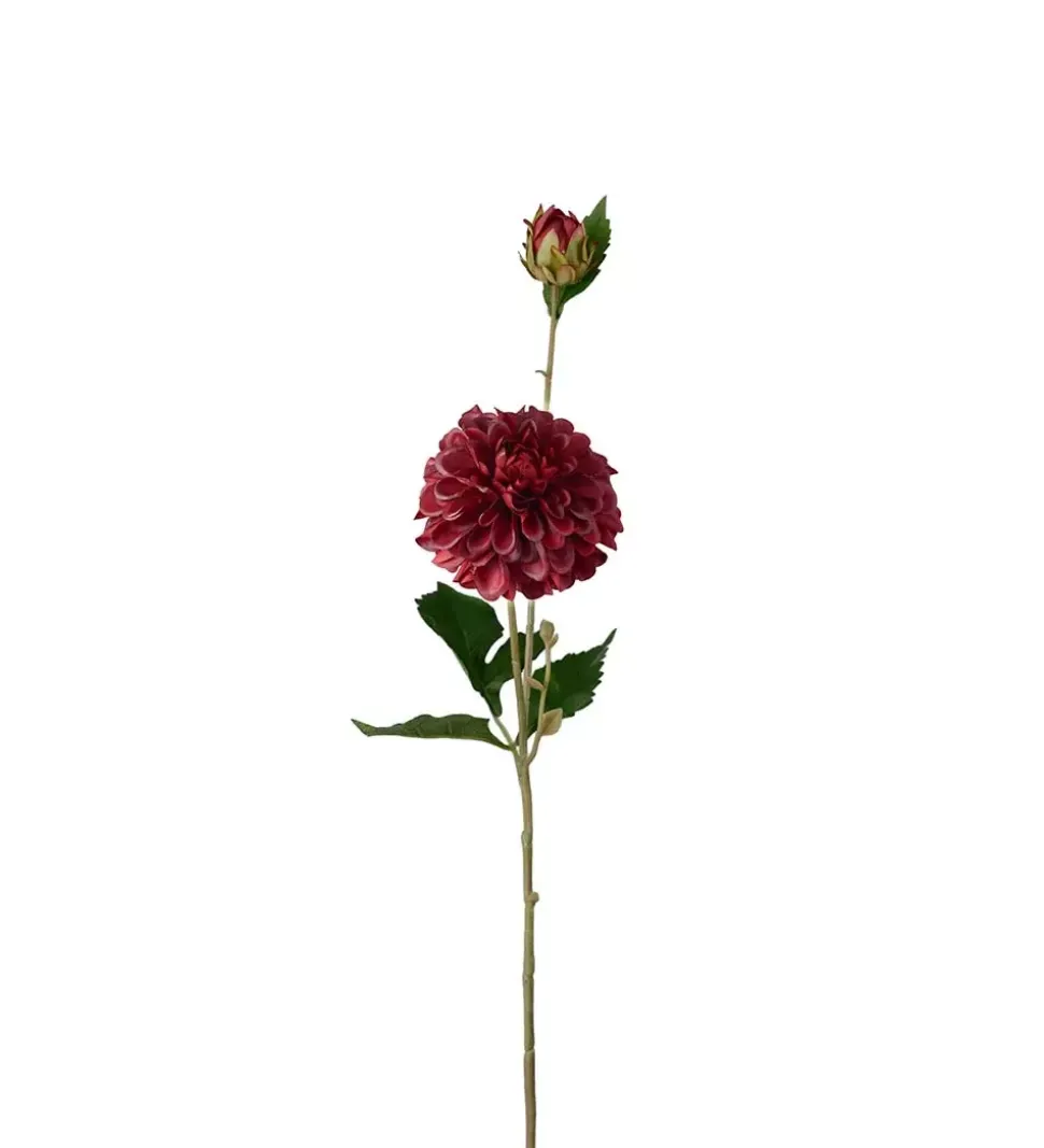 Dahlia Burgunder H66