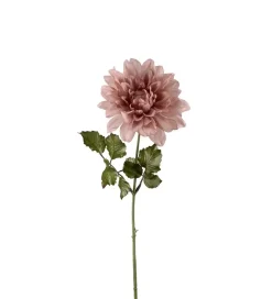 Dahlia Dus Rosa H45