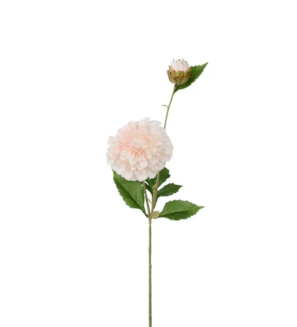 Dahlia Fersken H66